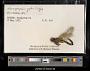 Nihonogomphus ruptus