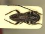 Niphotragulus longicollis