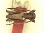 Niphovelleda gracilis