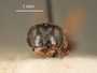 Niteliopsis affinis