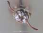 Niteliopsis parvus
