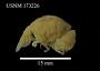 Nococryptus angustus