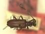 Noctileptura seriata
