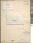 Nostoc commune Vaucher ex Bornet & Flahault