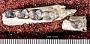 Notharctus robustior Leidy
