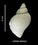 Nothoadmete delicatula