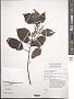 Nothocnide repanda (Blume) Blume