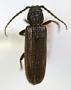 Nothorhina rectipennis