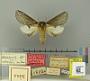 Notodonta notaria