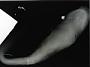 Notorynchus maculatus