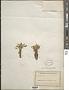 Nototriche sp.