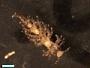 Nudibranchia