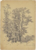 Oaks, Wolf Hill, Ulster County