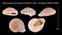 Obba grandis marivelesensis