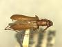 Obrium sibiricum