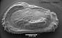 Occultocythereis sp