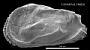 Occultocythereis sp