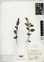 Ocimum balansae Briq.