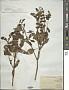 Ocimum basilicum L.
