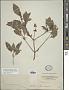 Ocimum basilicum L.