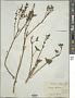 Ocimum basilicum L.