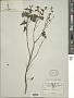 Ocimum basilicum L.