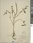 Ocimum basilicum L.