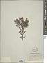 Ocimum basilicum L.
