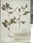 Ocimum campechianum Mill.