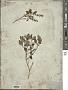 Ocimum campechianum Mill.