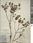 Ocimum micranthum Willd.