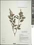 Ocimum tenuiflorum L.