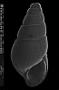 Odostomia carrozzai