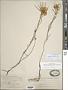 Oenothera capillifolia Scheele subsp. capillifolia