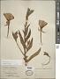 Oenothera jamesii Torr. & A. Gray