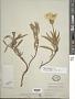 Oenothera macrocarpa Nutt. subsp. macrocarpa