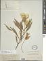 Oenothera macrocarpa Nutt. subsp. macrocarpa
