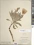 Oenothera macrocarpa Nutt. subsp. macrocarpa