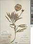 Oenothera macrocarpa Nutt. subsp. macrocarpa