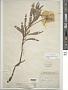 Oenothera macrocarpa Nutt. subsp. macrocarpa