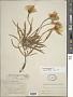 Oenothera macrocarpa Nutt. subsp. macrocarpa