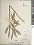 Oenothera macrocarpa Nutt. subsp. macrocarpa