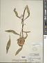 Oenothera macrocarpa Nutt. subsp. macrocarpa