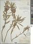 Oenothera macrocarpa Nutt. subsp. macrocarpa