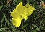 Oenothera macrocarpa Nutt. subsp. macrocarpa