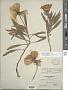 Oenothera macrocarpa Nutt. subsp. macrocarpa