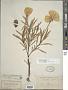 Oenothera macrocarpa Nutt. subsp. macrocarpa