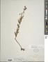 Oenothera perennis L.