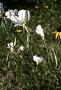 Oenothera speciosa Nutt.