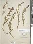 Oenothera tetraptera Cav.